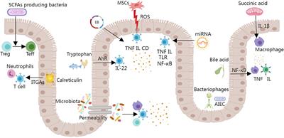 Opportunities and challenges for synthetic biology in the therapy of inflammatory bowel disease